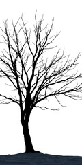 Obraz premium Silhouette of a barren winter tree against a stark white background, conveying a sense of dormancy and resilience, resilience, minimalism