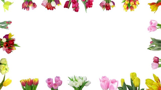 Frame of opening colorful Easter tulips isolated on white background
