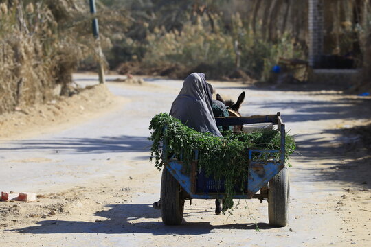 Egyptian Peasants on a Cart Pulled by a Donkey (Siwa, Egypt)
