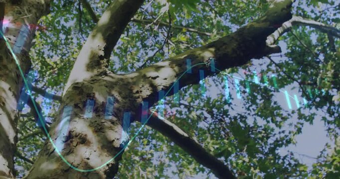 Upward camera pan showing twin trunks, waveform and bars scanning grain, mapping texture for tech