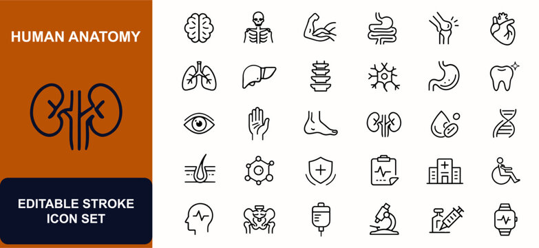 Human anatomy web icons in line style. Brain, skeleton, muscle, organ system, bone joint, heart, lung, liver, medical health care. Editable stroke. Vector illustration.