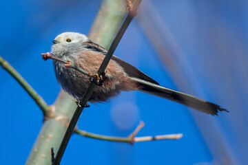long tailed tit perched on a branch © Александр Арендарь
