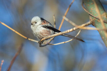 long tailed tit on branch © Александр Арендарь