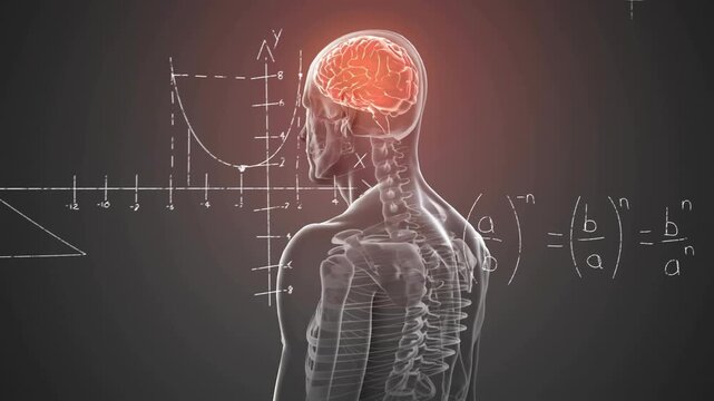 With chalk diagrams appearing, rotating skeleton revealing ribs with glowing brain in gray gradient