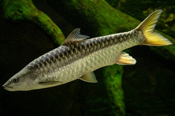 Adult giant mahseer swimming below the water surface. © lapis2380
