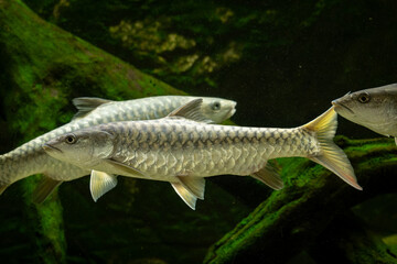 Adult giant mahseer swimming below the water surface. © lapis2380