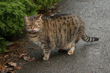 Naklejka premium Pregnant domestic cat lying on asphalt outdoors.