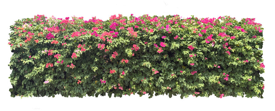 Isolated transparency blooming bougainvillea flower hedge bush for landscape design.