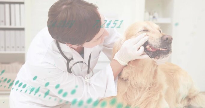 Vet leaning, parting dog lips and inspecting teeth and gums for dental health, teal overlay moving