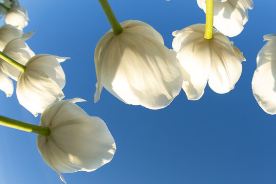 white calla lily