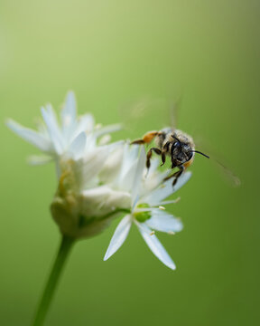 Macro image of a bee flying near blooming wild garlic (Allium ursinum)soft green background, copy space. Spring pollination concept symbolizing biodiversity, ecosystem balance and sustainable nature.