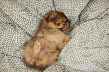 家のリビングの布団にいる可愛いポメラニアンの子犬の様子 © zheng qiang