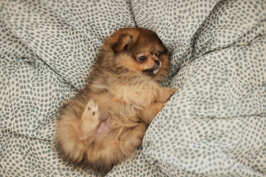 家のリビングの布団にいる可愛いポメラニアンの子犬の様子