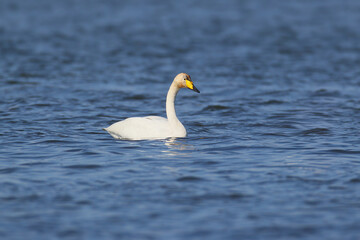 Obraz premium white whooper swans swimming in calm blue water during the spring migration.