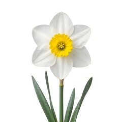 Fototapeta premium Narcissus Flower Isolated on White Background – Yellow Narcissus Bloom Macro Botanical Floral Beauty High Resolution