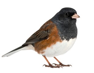 Obraz premium Perched bird with black head, brown flanks, and white belly stands with alert pose on a pristine white background