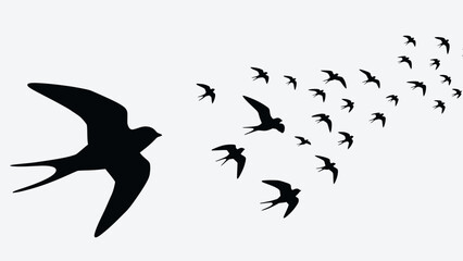 Fototapeta premium Silhouettes of flying swallows in a flock against a white background.