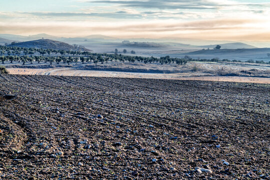 Olivos tras los barbechos