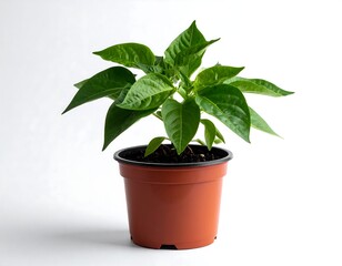 Obraz premium Small green plant with vibrant leaves growing inside of a brown plastic pot, set against a clean white backdrop