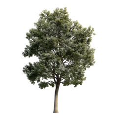 A large tree with lush green leaves stands alone in a natural environment.