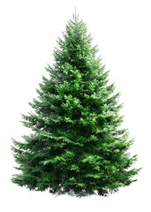 Fototapeta premium A large green Christmas tree stands alone in a neutral environment.