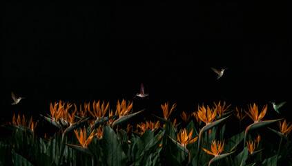 Fototapeta premium Strelitzia flowers and hummingbirds behind ripple glass distortion texture on black background. Dark, beautiful, low key, exotic, bloom backdrop design. Bird of Paradise blossom. Copy space 