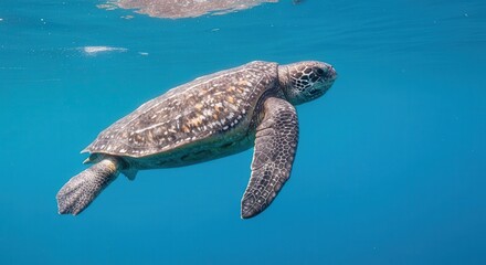 Obraz premium Majestic Sea Turtle Swimming Gracefully in Deep Ocean Waters