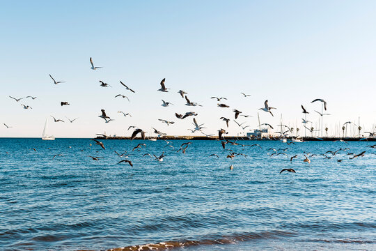 Birds at flight in Praia Da Duquesa beach in Cascais, Portugal.