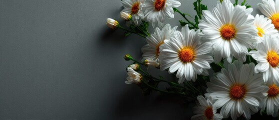 Fototapeta premium Elegant White Daisies Against Gray Background: Nature's Simple Beauty and Serenity