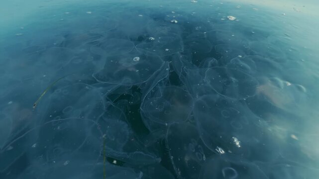 Split level: Camera moves top-down slowly descends from surface underwater to numerous Moon jellyfish, Close Up. Penetrate in big multitude cluster medusa swims beneath surface of water, half water.
