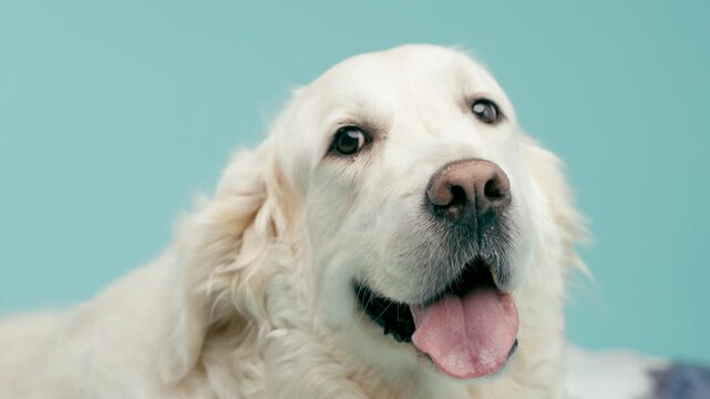 Beautiful old golden retriever panting with its tongue out. Adorable domestic purebred dog lying down and looking around in a studio