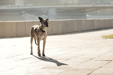 A dog with a collar stands and waits against the backdrop of a cityscape. She looks sad and lost. © kazantsevaov