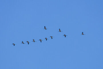 V-Formation of Common Cranes Flying Against a Clear Blue Spring Sky