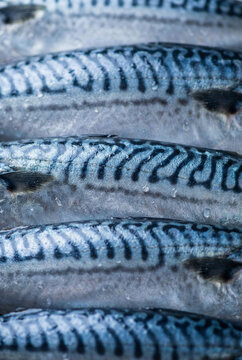 Fresh raw mackerel fish background with blue striped skin pattern. Close up texture of healthy seafood catch on market display for sale.