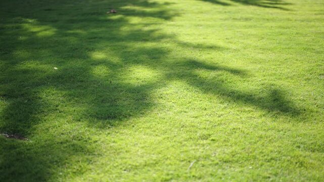 Green grass lawn with tree shadow natural background texture for copy space