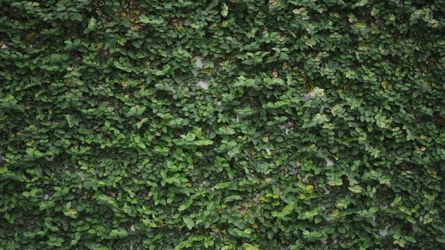 Green ivy wall foliage natural plant texture background