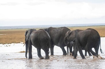 Naklejka premium group of Elephants through wetland in the plain savannah of the Amboseli National Park in Kenya after rainfall