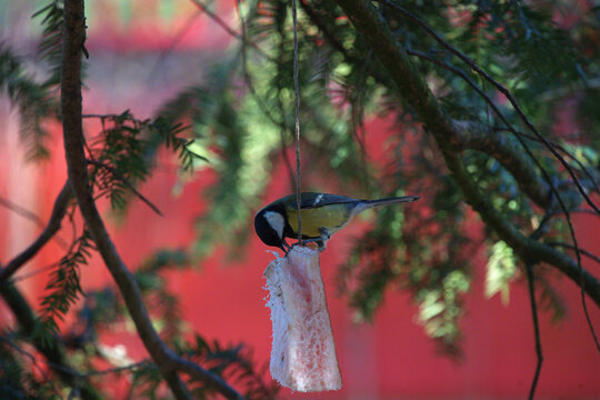 A tit eating suet hanging from a tree in a park