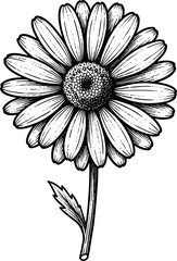 Fototapeta premium Detailed Black And White Line Art Drawing Of A Single Daisy Flower With Green Stem And Leaf