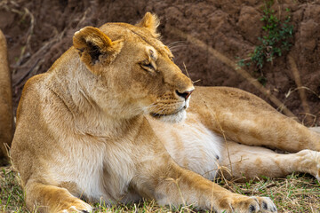 Fototapeta premium The head of a large sleeping lioness. Masai Mara, Kenya