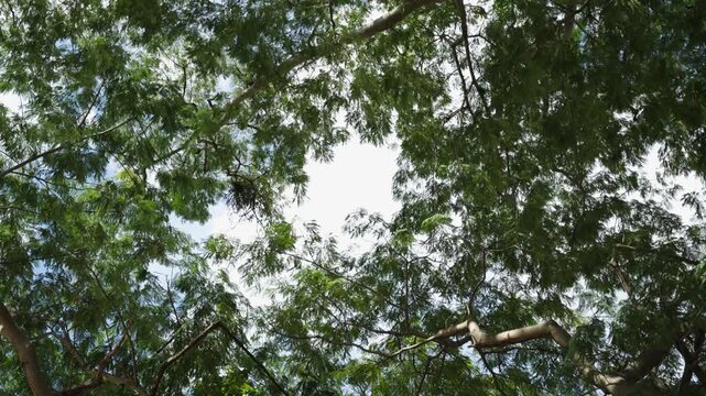 Looking up through green tree canopy sunlight natural forest background