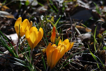 春の訪れを教えてくれる花