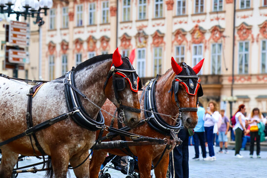 horse and carriage