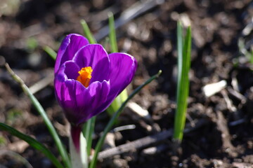 春の訪れを教えてくれる花