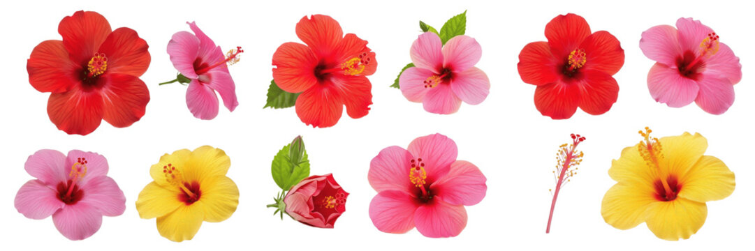 Colorful Hibiscus Flowers Collection Isolated on White Background