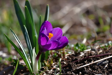 春の訪れを教えてくれる花