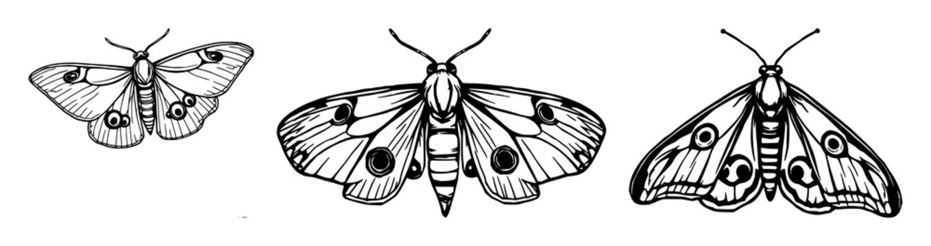 Elegant black line art illustration of a single moth featuring intricate eye motifs against a crisp white background in minimalist style