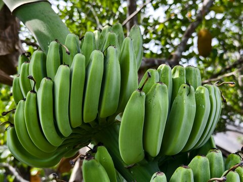 kepok banana or Musa acuminata &times; balbisiana close up