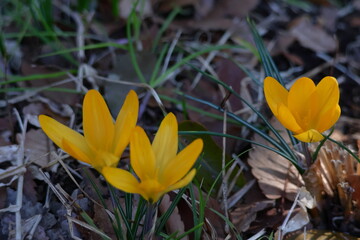 春の訪れを教えてくれる花