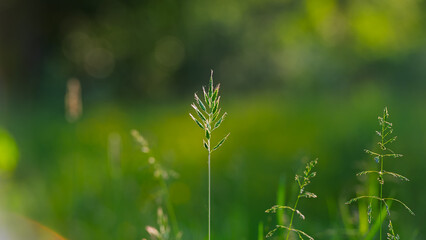 Fototapeta premium Green plant spikelet on a blurred meadow background.